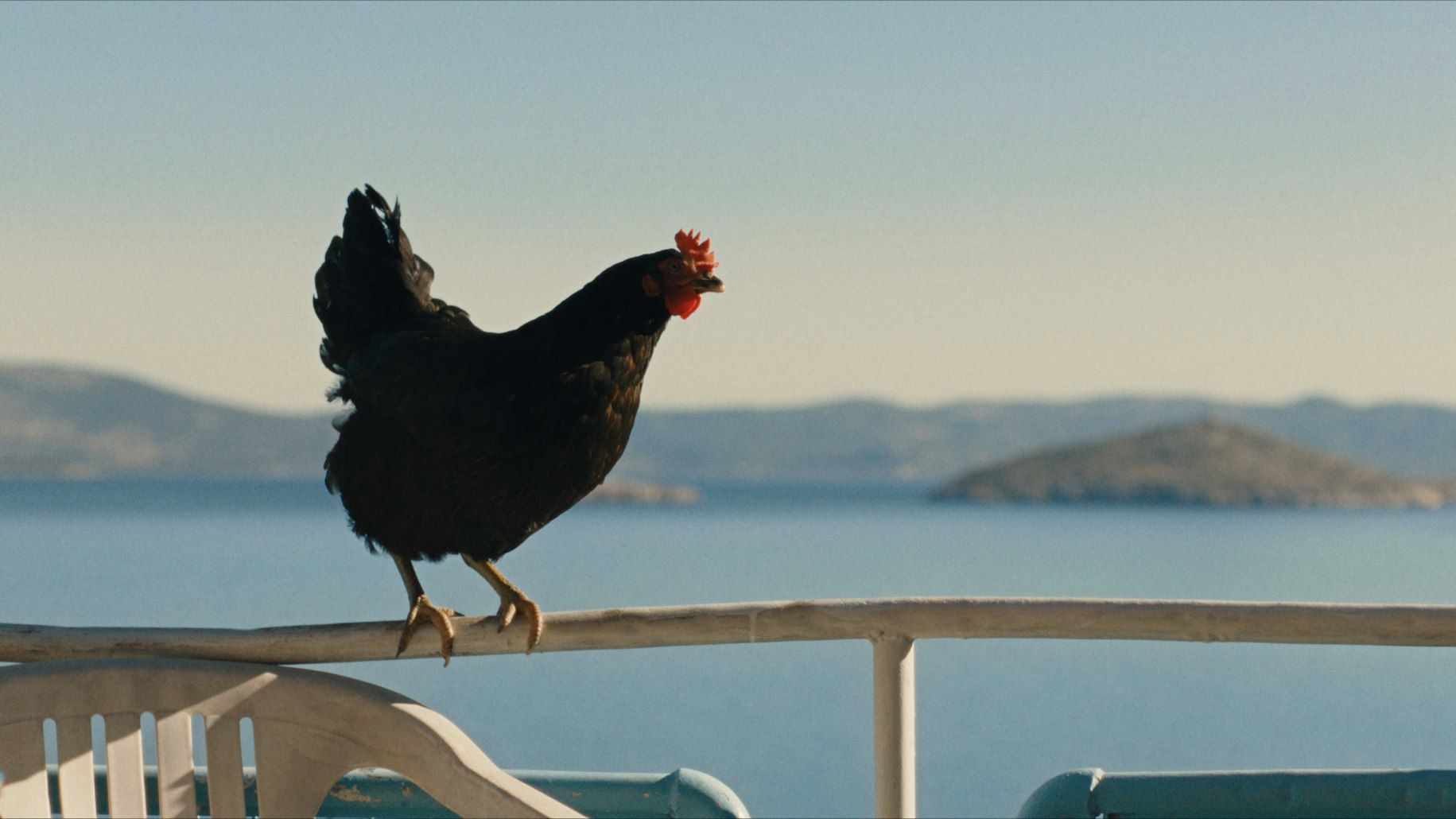 Hen (2026) – Enriching and enlightening, in terms of animal led films